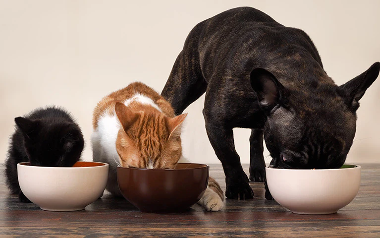 Daha İyi Diş Hijyeni